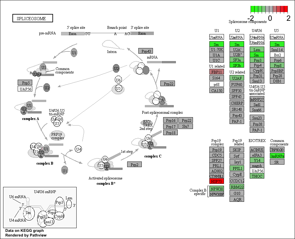 gseaKEGG_pathview